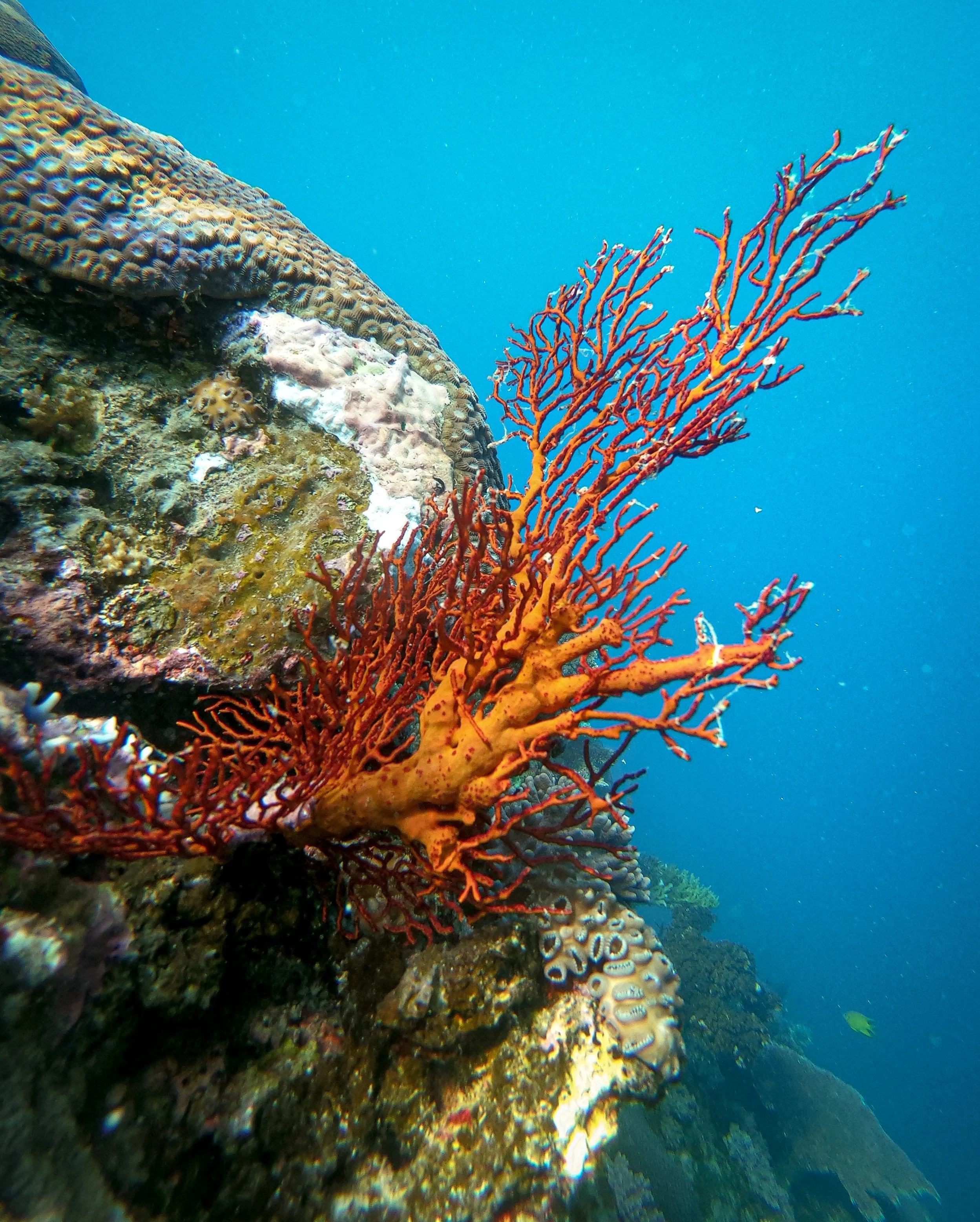 Fiji, photography by Michael C. Greenberg