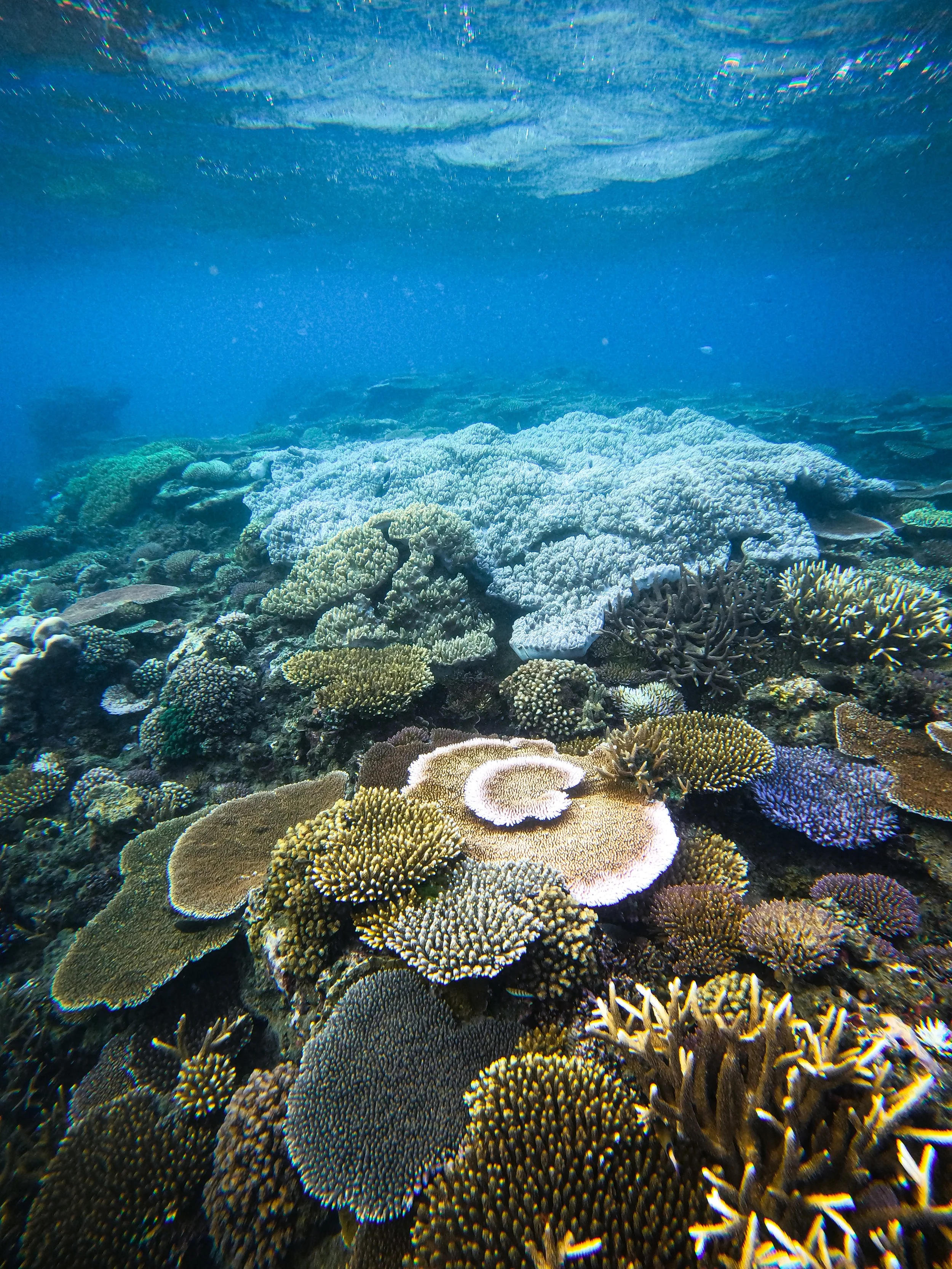 Fiji, photograph 7