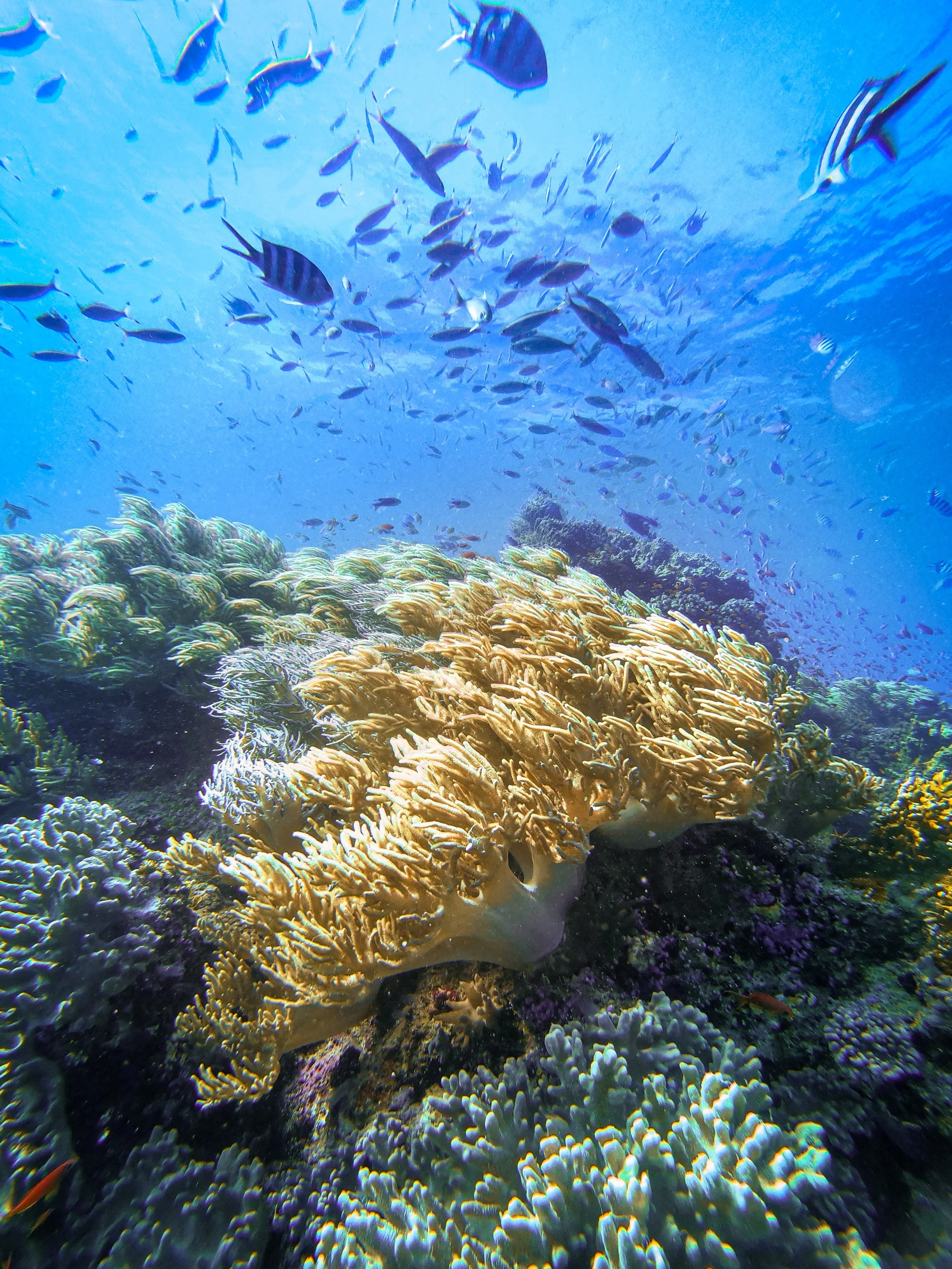 Fiji, photograph 10