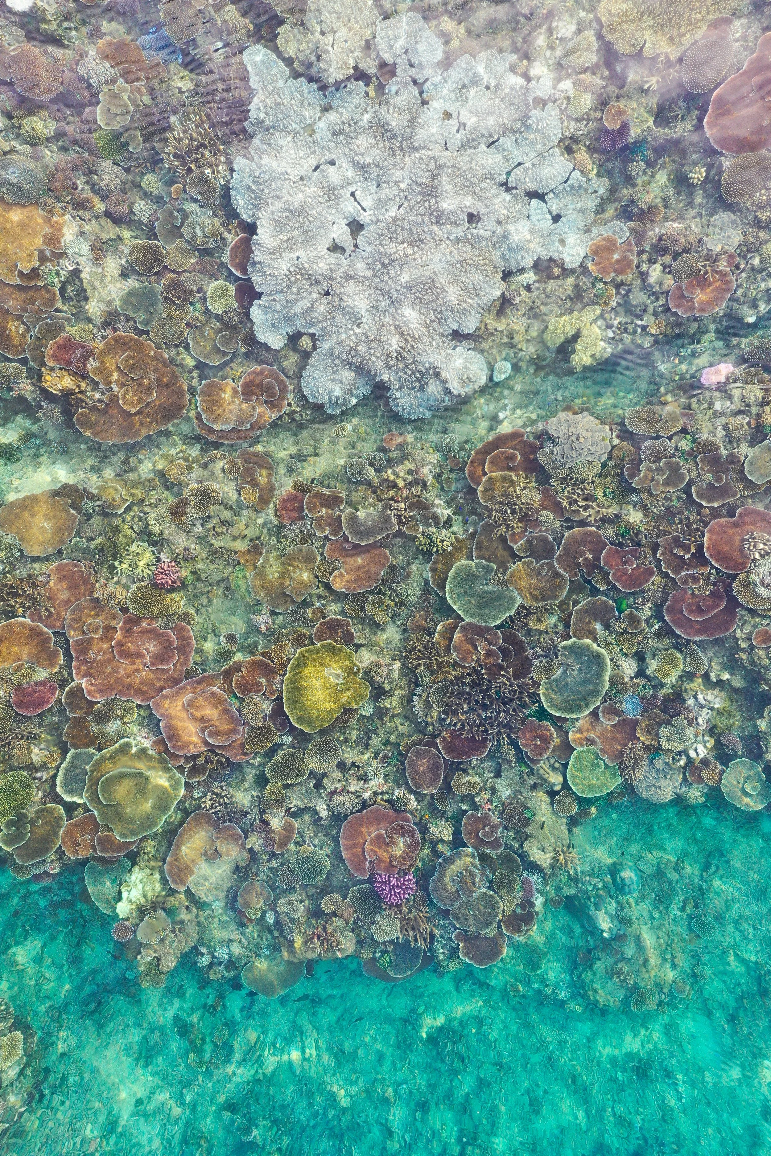 Fiji, photograph 14