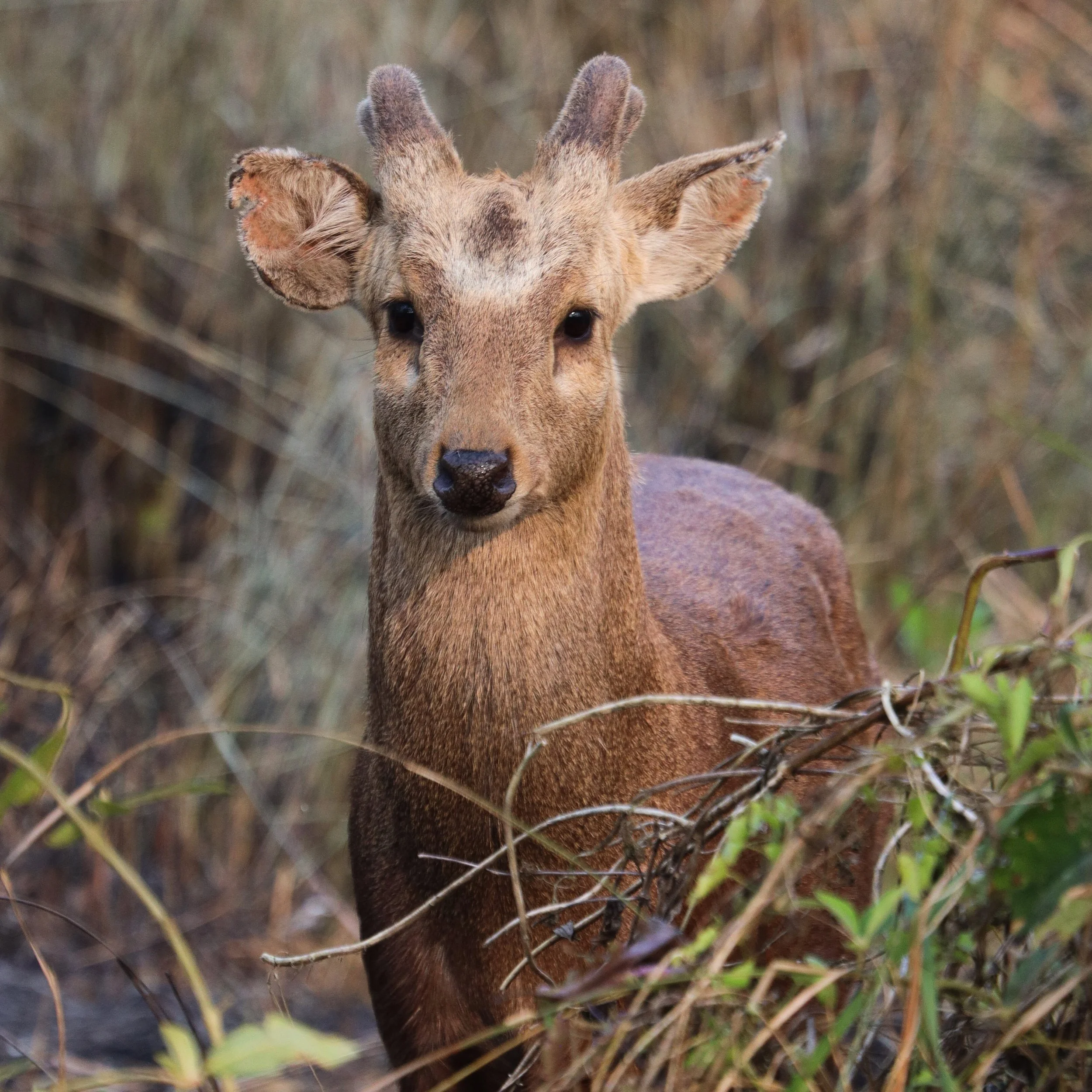 Nepal, photograph 2