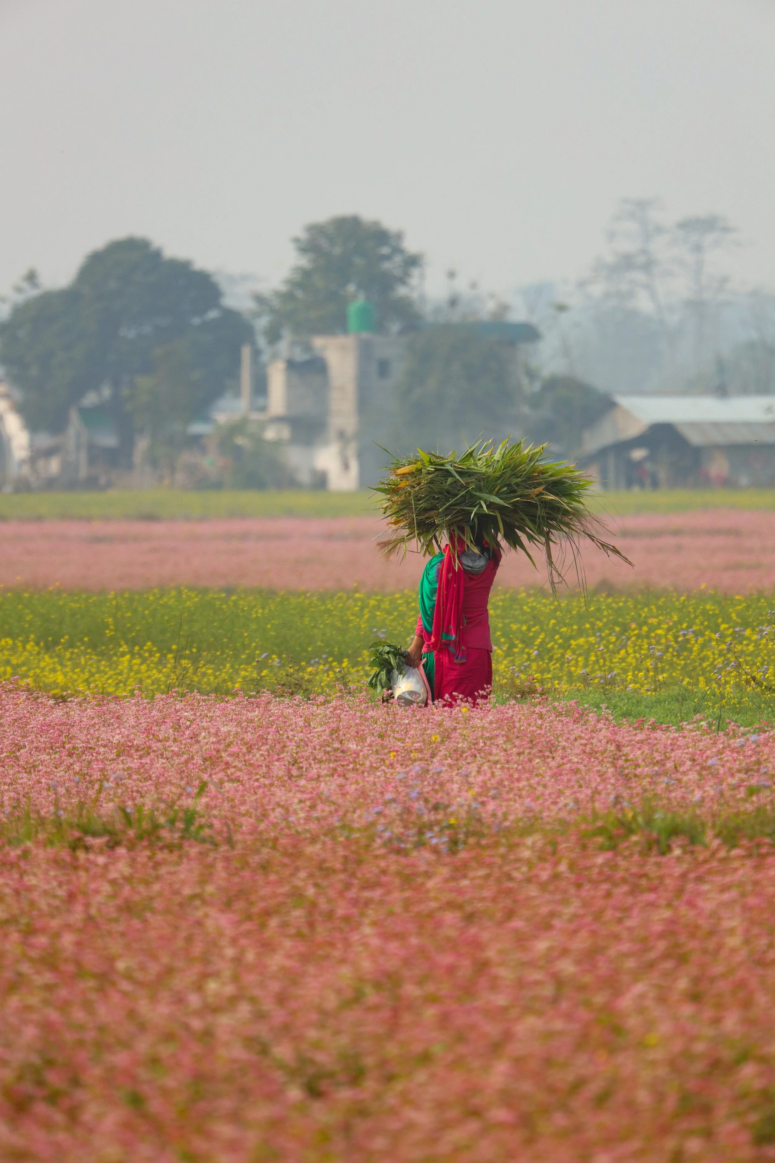 Nepal, photograph 8