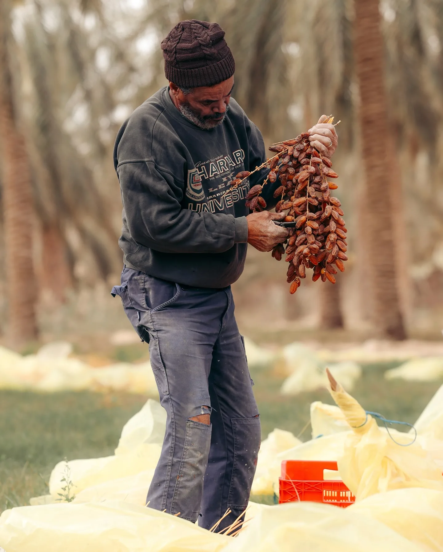 Tunisia, photograph 28